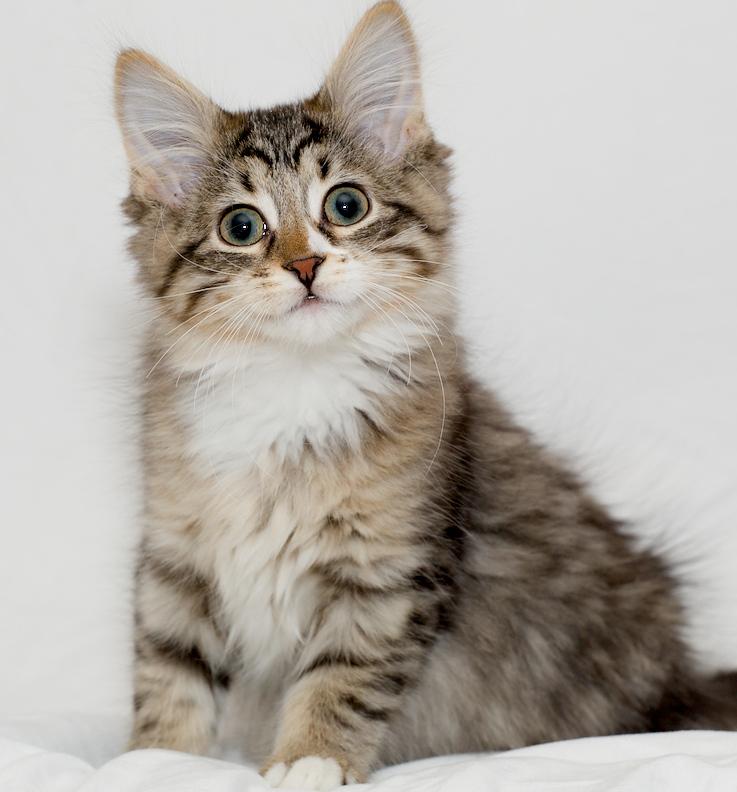 Nessarose, ADOPTABLE, Young Female Domestic Medium Hair.