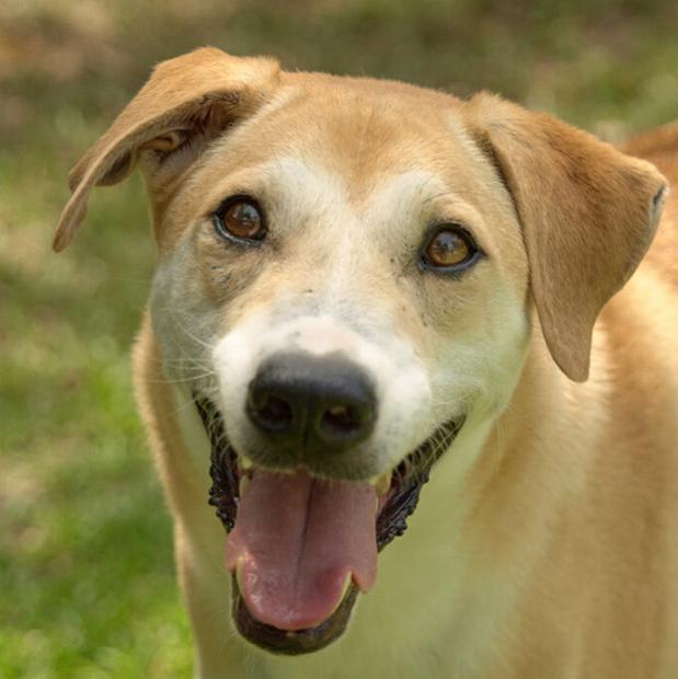 Lando, Adoptable, Adult Male Thai Ridgeback.