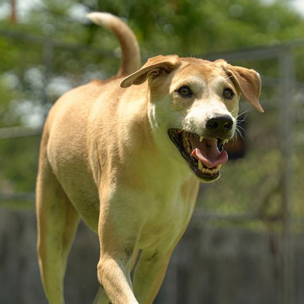 Enlarge Lando, a Adoptable mixed breed in Stamford, CT image 2/6