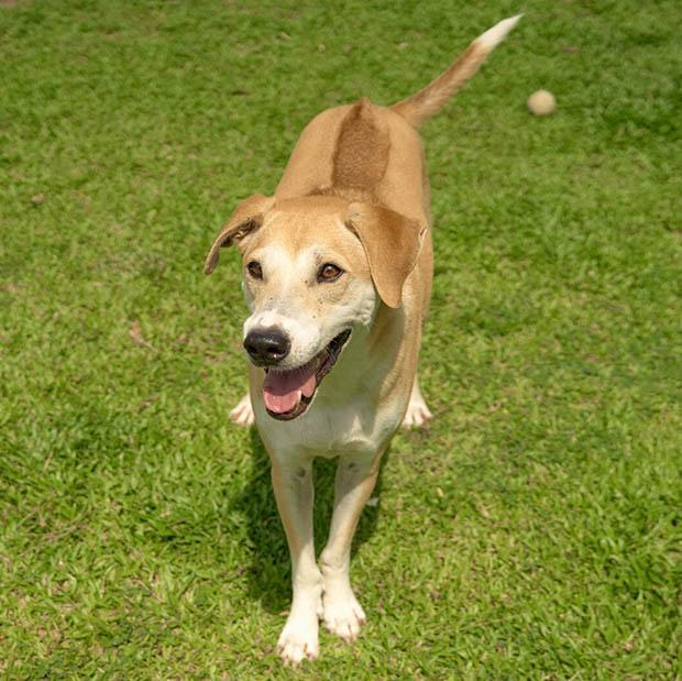 Enlarge Lando, a Adoptable mixed breed in Stamford, CT image 4/6
