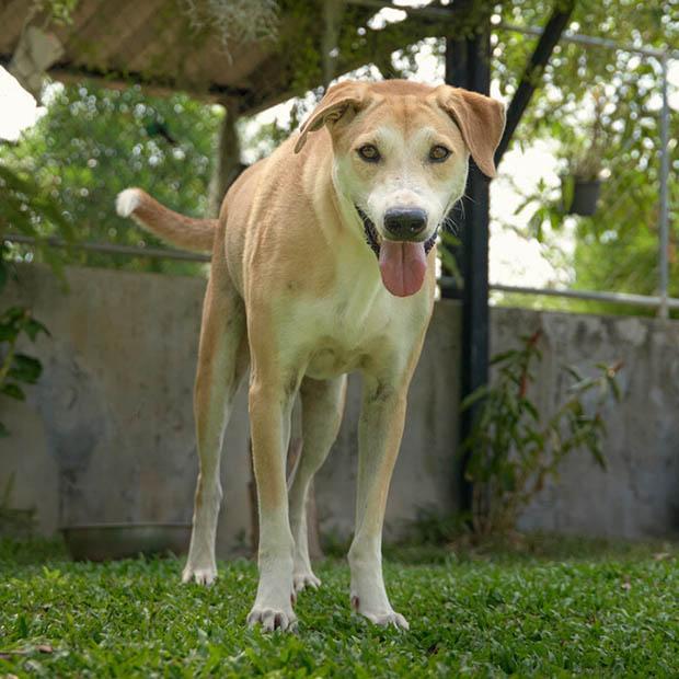 Enlarge Lando, a Adoptable mixed breed in Stamford, CT image 3/6