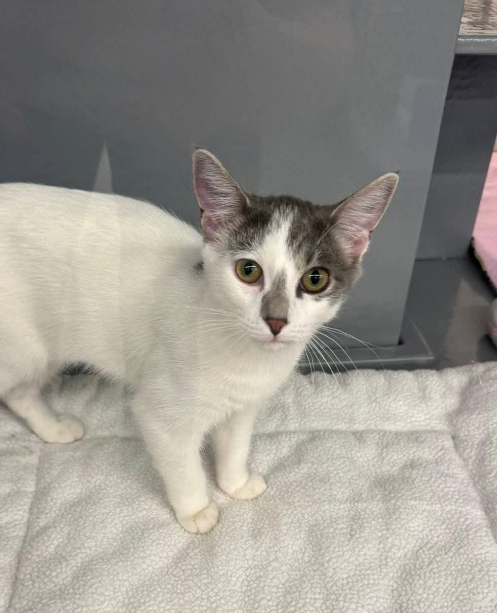 Edwina, Adoptable, Kitten Female Domestic Short Hair.