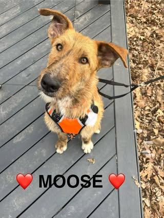 Moose thumbnail 2