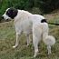 Enlarge Bear, a Adoptable mixed breed in Stuarts Draft, VA image 3/3