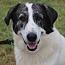 Bear, Adoptable, Adult Male Great Pyrenees & Anatolian Shepherd.
