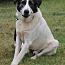 Enlarge Bear, a Adoptable mixed breed in Stuarts Draft, VA image 2/3