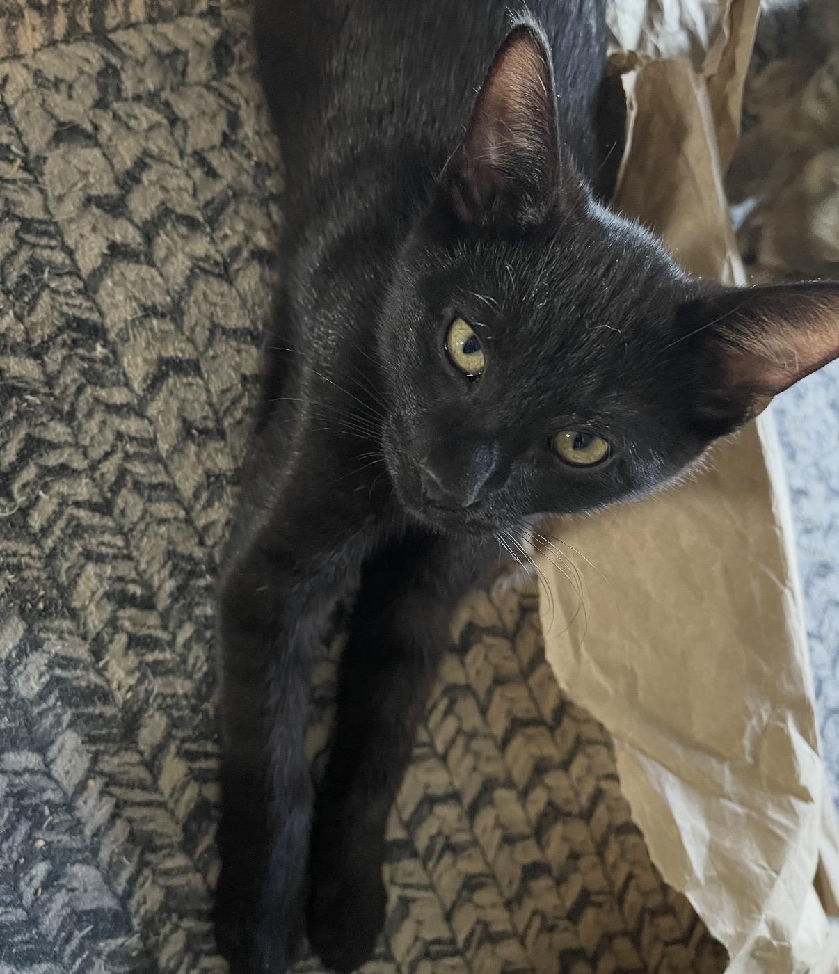 Tristen, Adoptable, Kitten Male Domestic Short Hair.