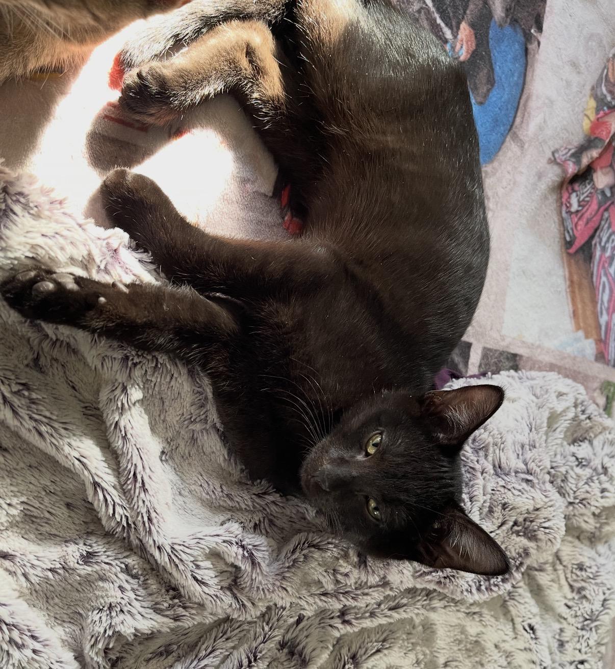 Tristen, a Adoptable Domestic Short Hair in Maineville, OH image 2/2