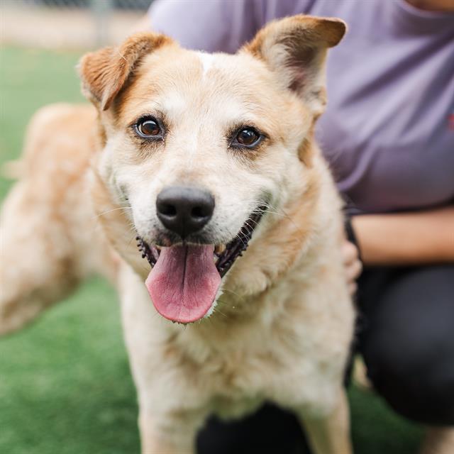 CAPTAIN REX, Adoptable, Adult Male Mixed Breed.