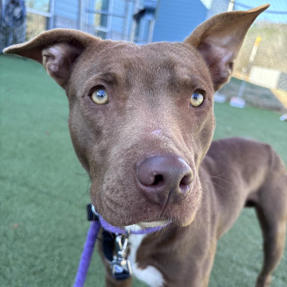 Brownie, Adoptable, Adult Male Mixed Breed.