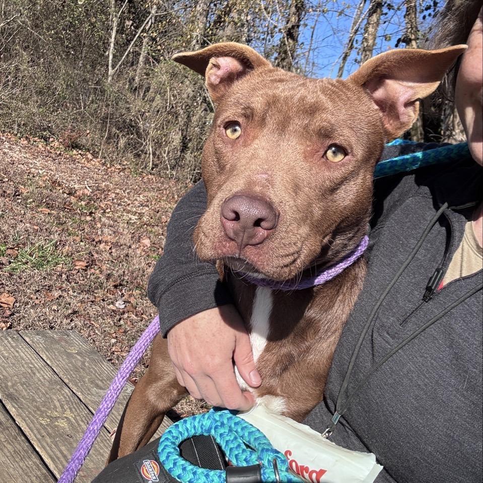 Brownie, a Adoptable Mixed Breed in Chattanooga, TN image 2/6