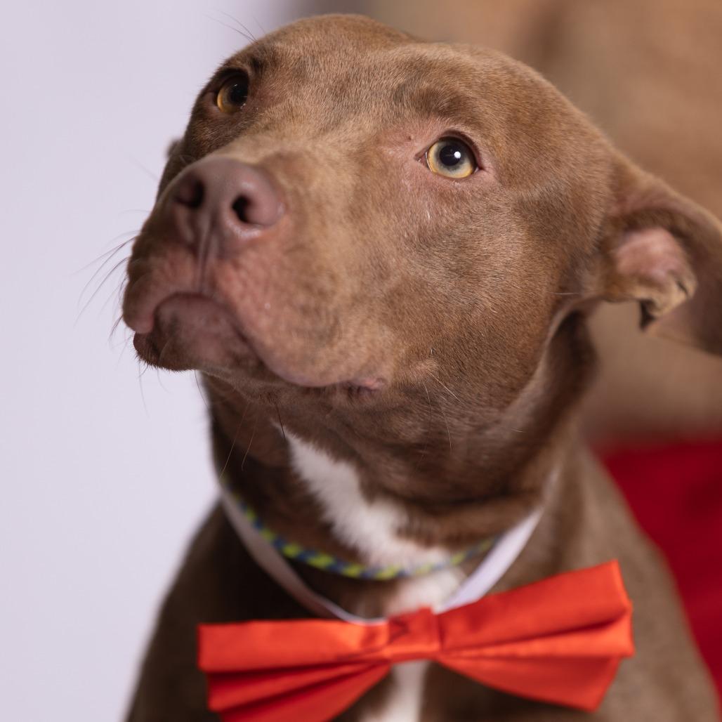 Brownie, a Adoptable Mixed Breed in Chattanooga, TN image 3/6