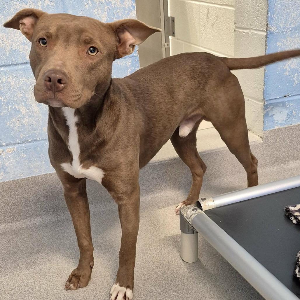 Brownie, a Adoptable Mixed Breed in Chattanooga, TN image 4/6