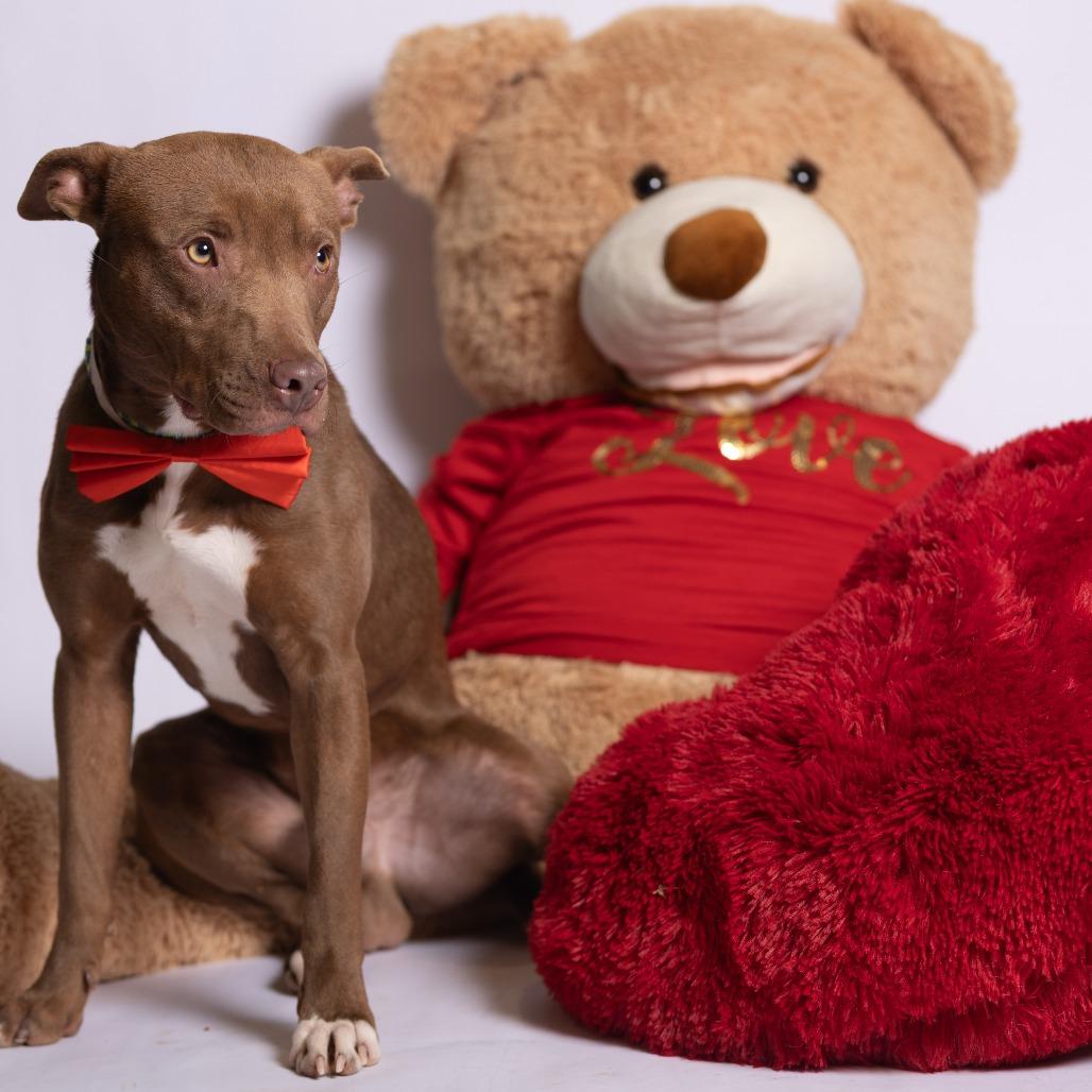 Brownie, a Adoptable Mixed Breed in Chattanooga, TN image 5/6