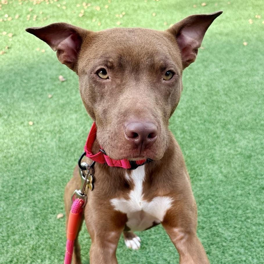 Enlarge Brownie, a Adoptable Mixed Breed in Chattanooga, TN image 5/6