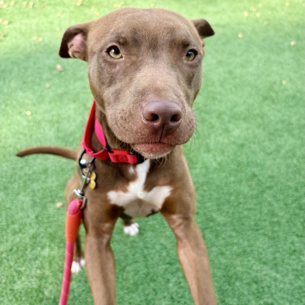 Enlarge Brownie, a Adoptable Mixed Breed in Chattanooga, TN image 5/6