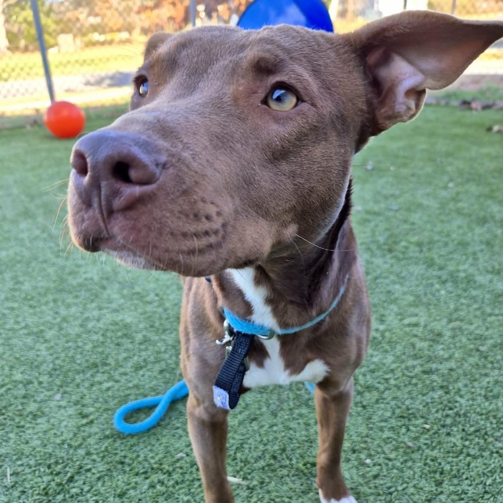 Brownie, a Adoptable Mixed Breed in Chattanooga, TN image 6/6