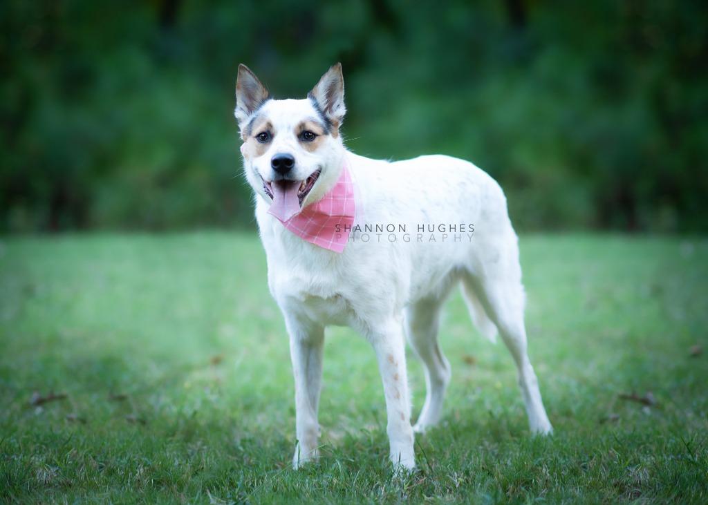 Dot aka Koda, Adoptable, Adult Female Australian Cattle Dog / Blue Heeler & Chow Chow.