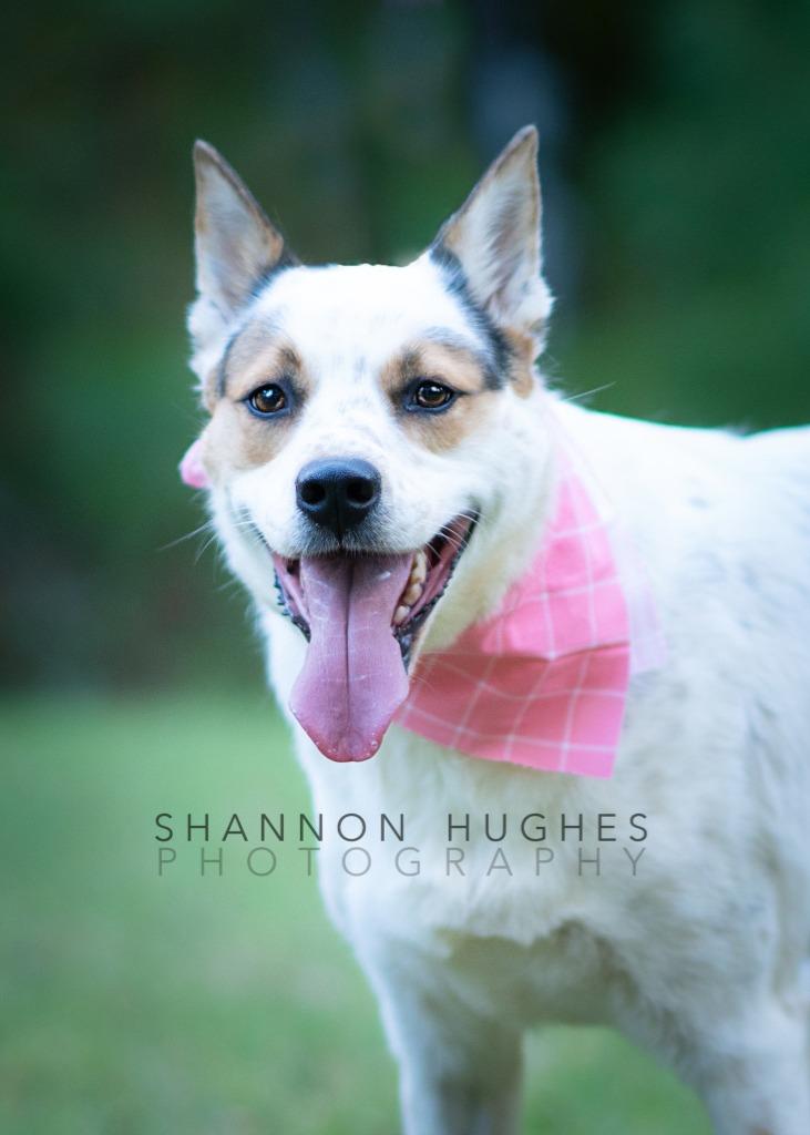 Dot aka Koda, a Adoptable mixed breed in Macon, GA image 2/6