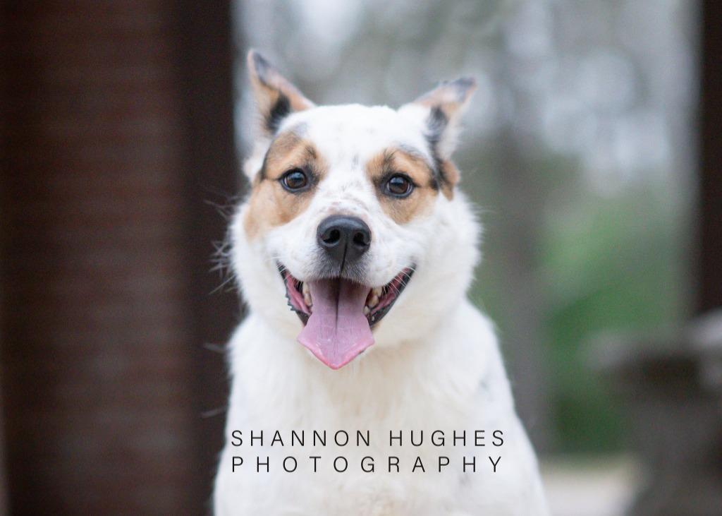 Dot aka Koda, a Adoptable mixed breed in Macon, GA image 3/6