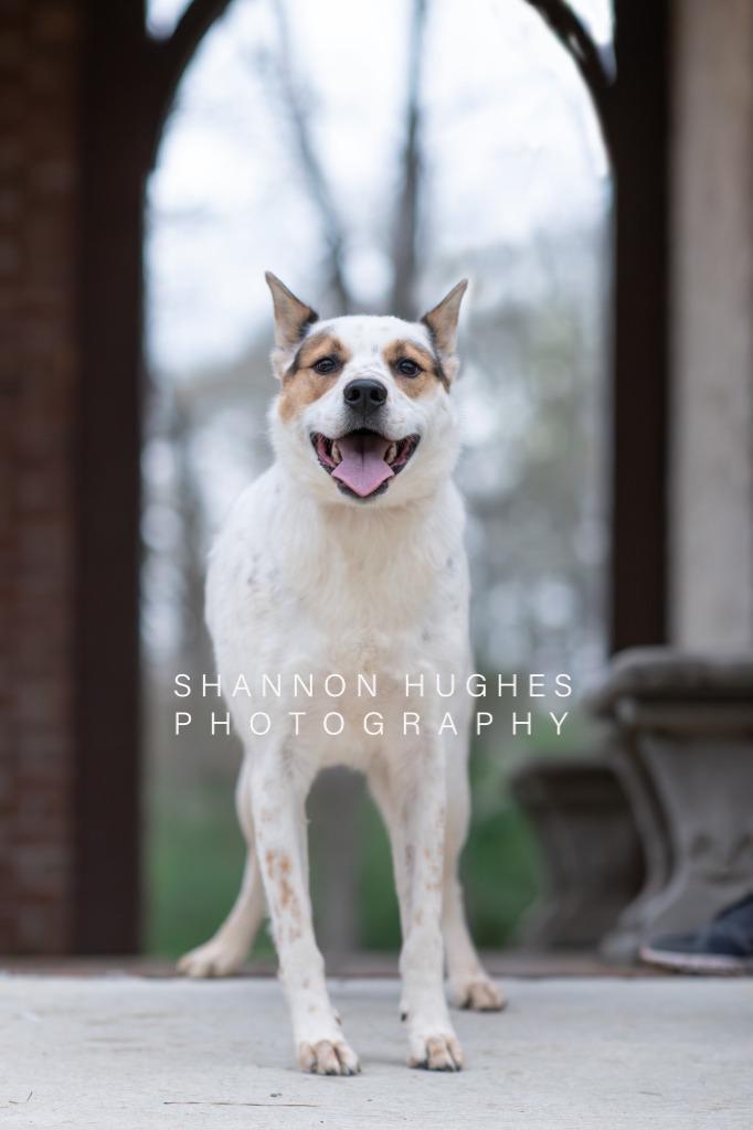 Dot aka Koda, a Adoptable mixed breed in Macon, GA image 4/6