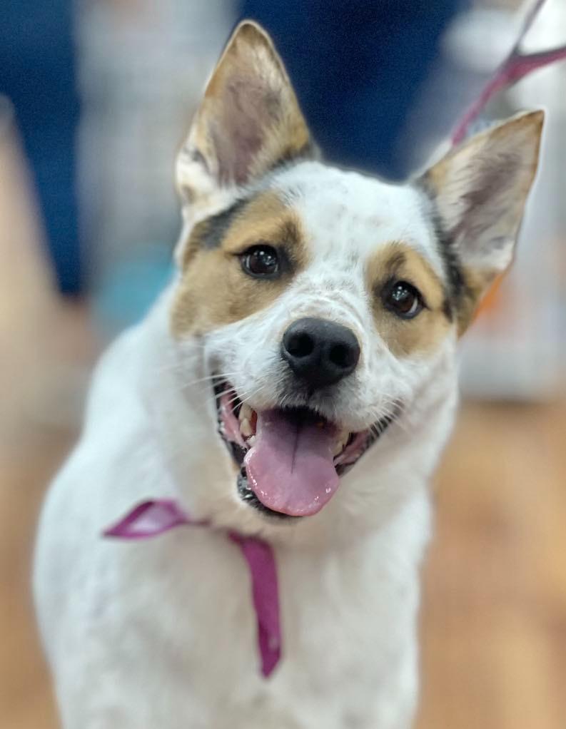 Dot aka Koda, a Adoptable mixed breed in Macon, GA image 5/6