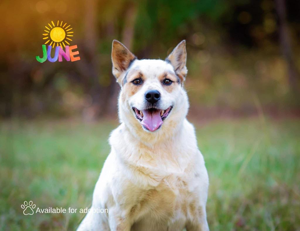 Dot aka Koda, a Adoptable mixed breed in Macon, GA image 6/6