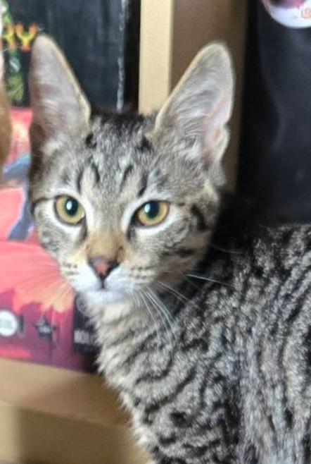 Enlarge Buttons, a Adoptable mixed breed in Libertyville, IL image 1/6