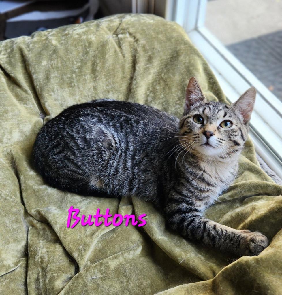 Enlarge Buttons, a Adoptable mixed breed in Libertyville, IL image 2/6