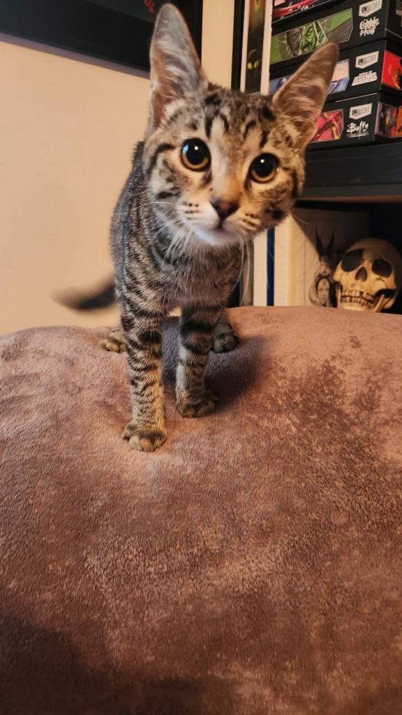 Enlarge Buttons, a Adoptable mixed breed in Libertyville, IL image 5/6