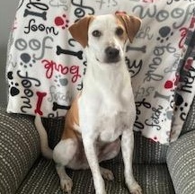 Branch, ADOPTABLE, Young Male Terrier & Rat Terrier.