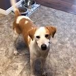 Branch, a ADOPTABLE mixed breed in Windsor, ON image 2/6