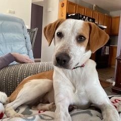 Branch, a ADOPTABLE mixed breed in Windsor, ON image 4/6