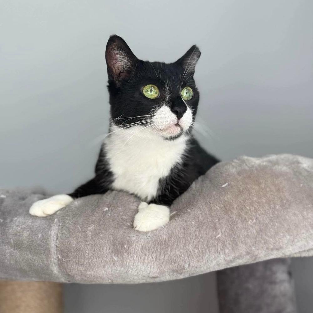 Enlarge Cupcake, a Adoptable Domestic Short Hair in Raleigh, NC image 1/6