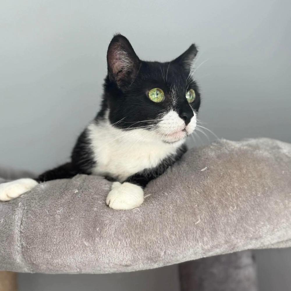 Enlarge Cupcake, a Adoptable Domestic Short Hair in Raleigh, NC image 2/6