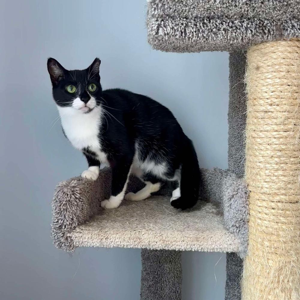 Enlarge Cupcake, a Adoptable Domestic Short Hair in Raleigh, NC image 3/6