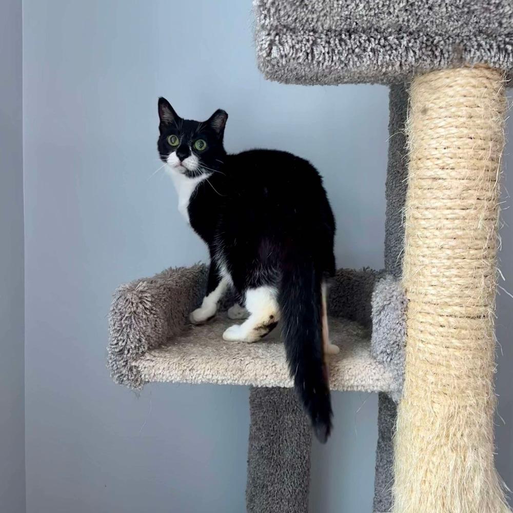 Enlarge Cupcake, a Adoptable Domestic Short Hair in Raleigh, NC image 4/6