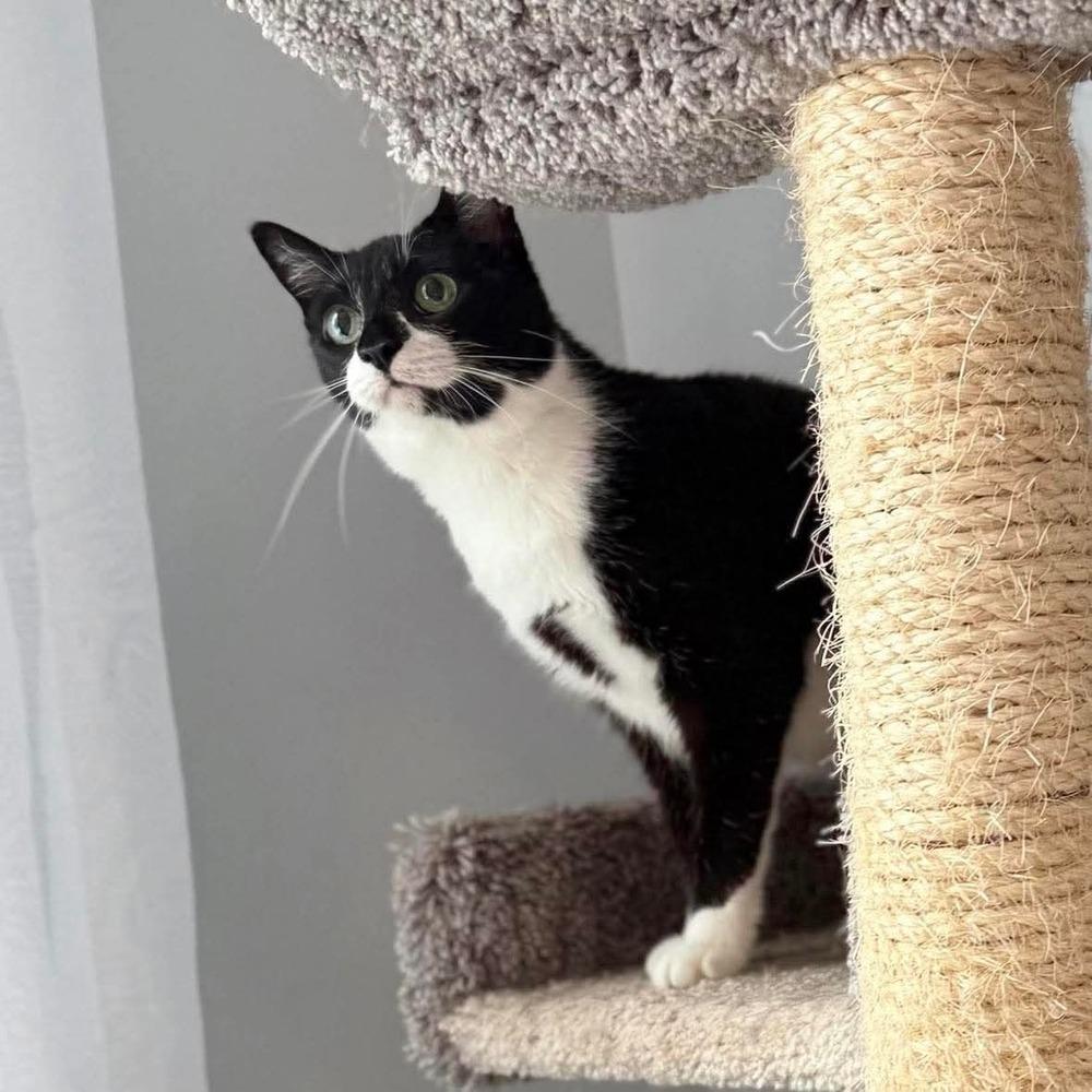 Enlarge Cupcake, a Adoptable Domestic Short Hair in Raleigh, NC image 5/6