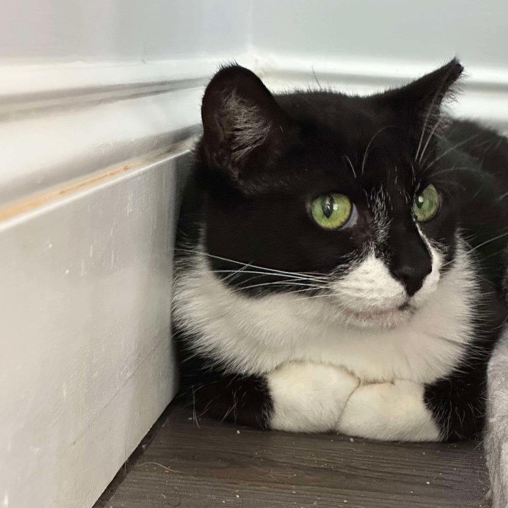 Enlarge Cupcake, a Adoptable Domestic Short Hair in Raleigh, NC image 6/6