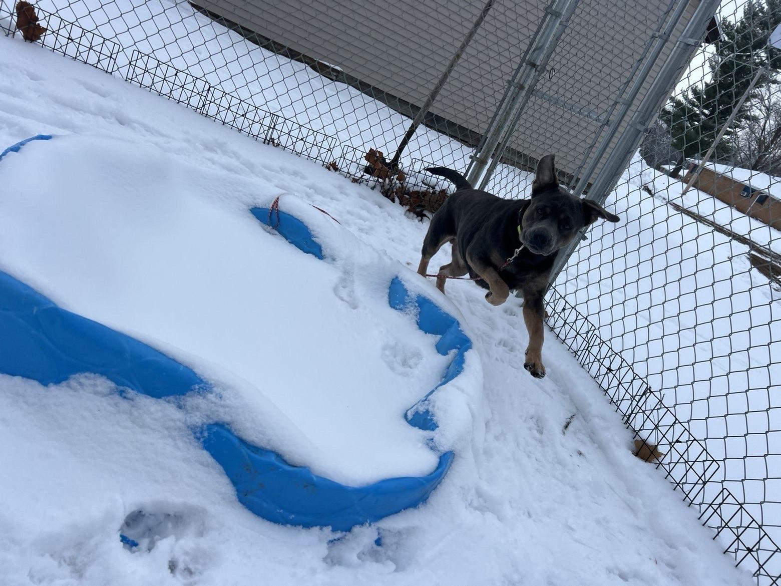 Blue , ADOPTABLE, Adult Female Rottweiler.