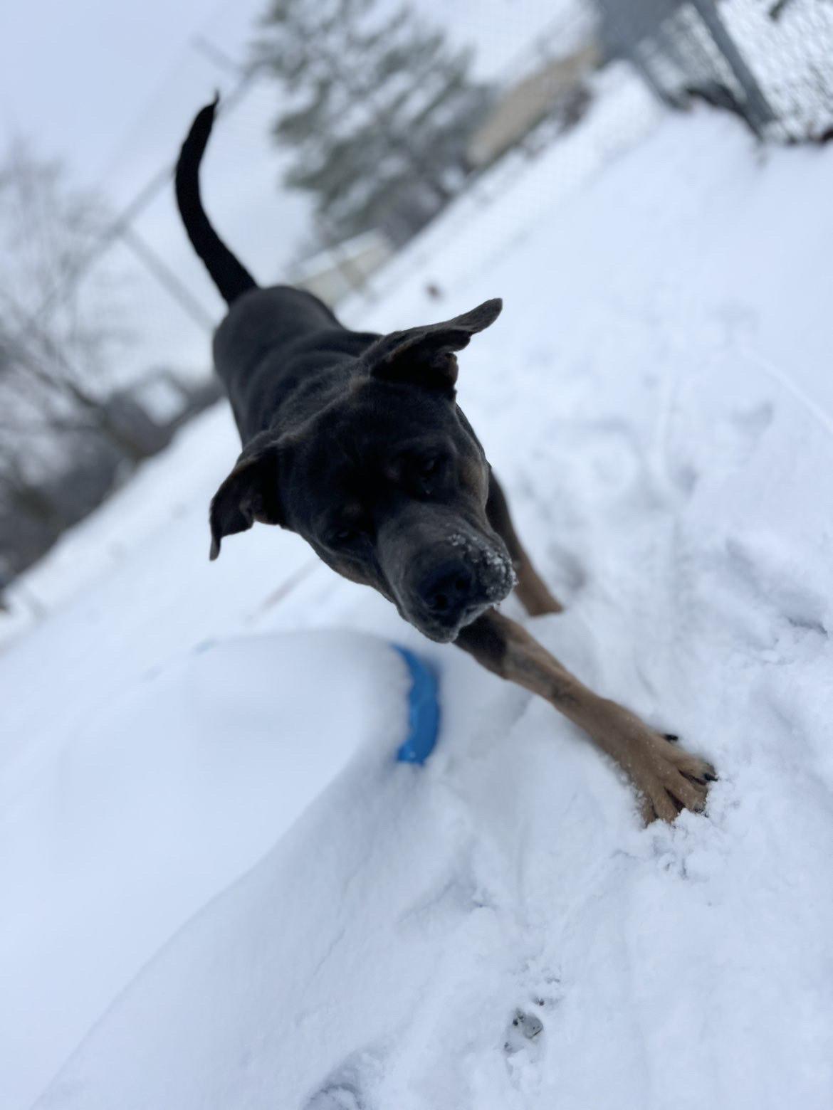 Enlarge Blue , a ADOPTABLE mixed breed in Fort Madison, IA image 2/6