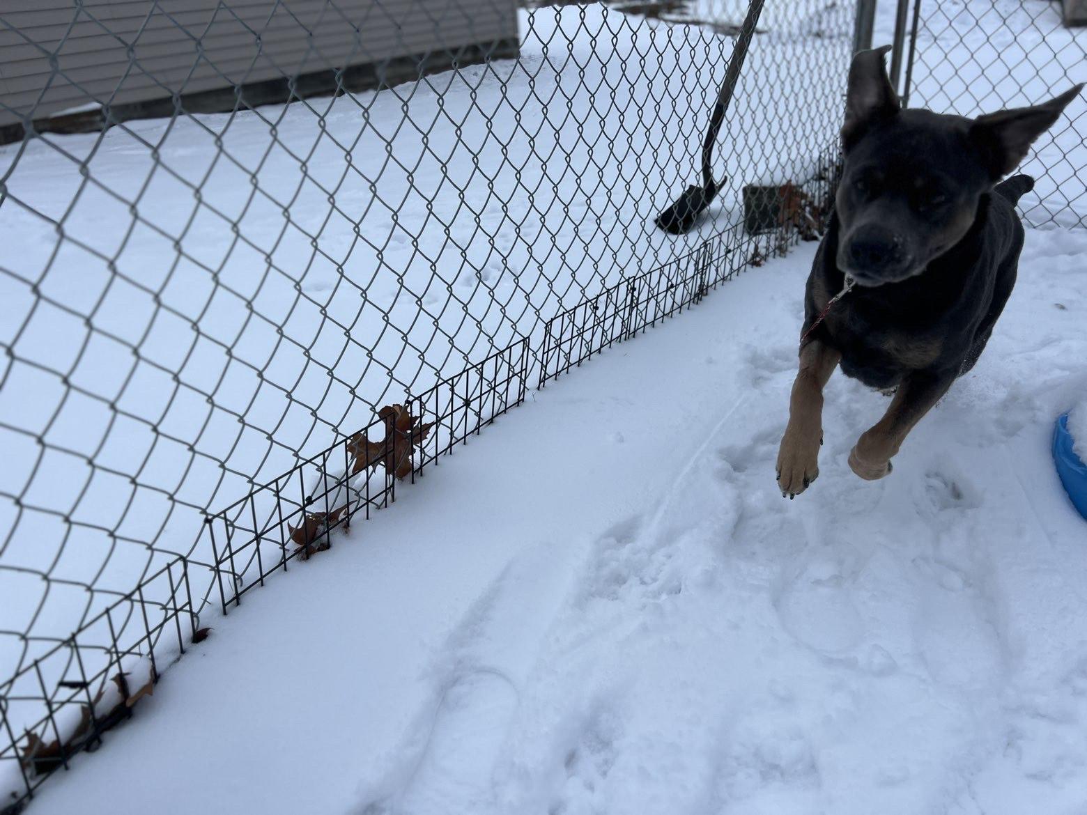 Enlarge Blue , a ADOPTABLE mixed breed in Fort Madison, IA image 3/6