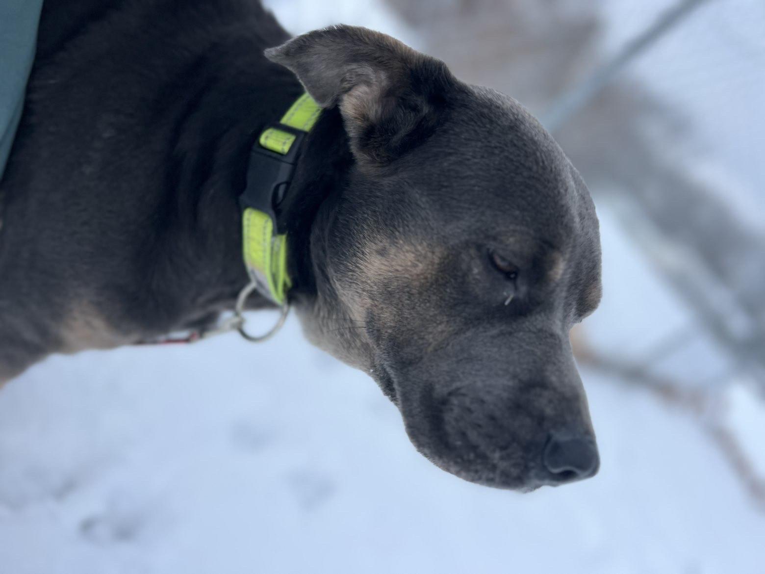 Enlarge Blue , a ADOPTABLE mixed breed in Fort Madison, IA image 4/6