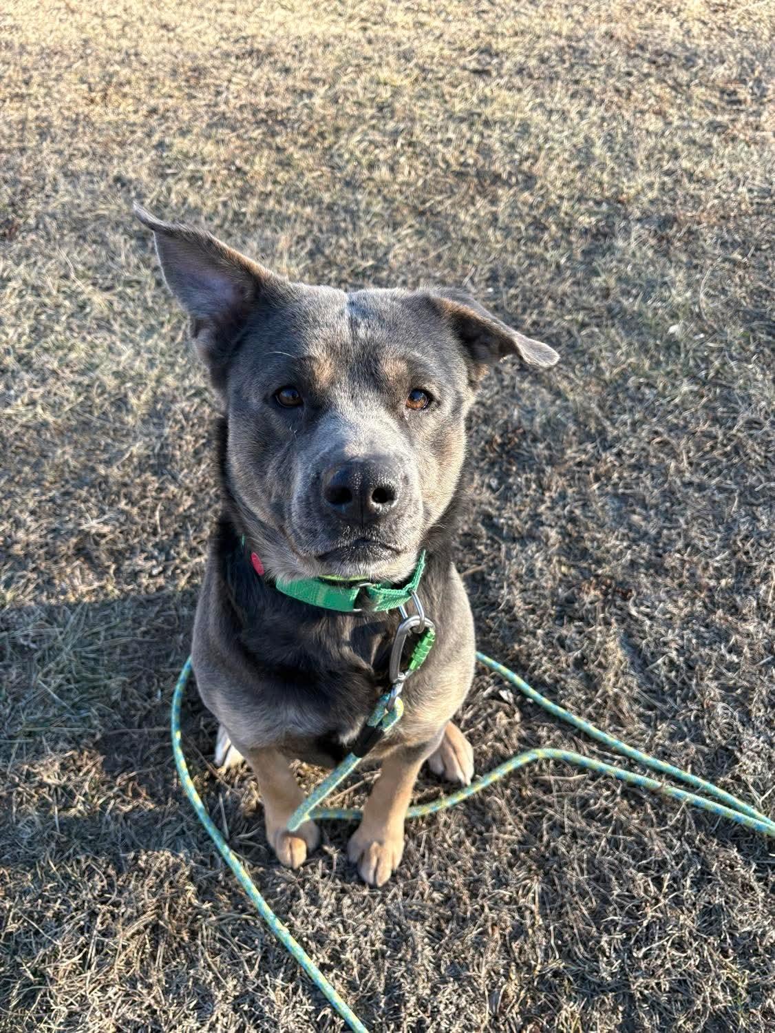 Enlarge Blue , an adoptable mixed breed in Fort Madison, IA image 4/6