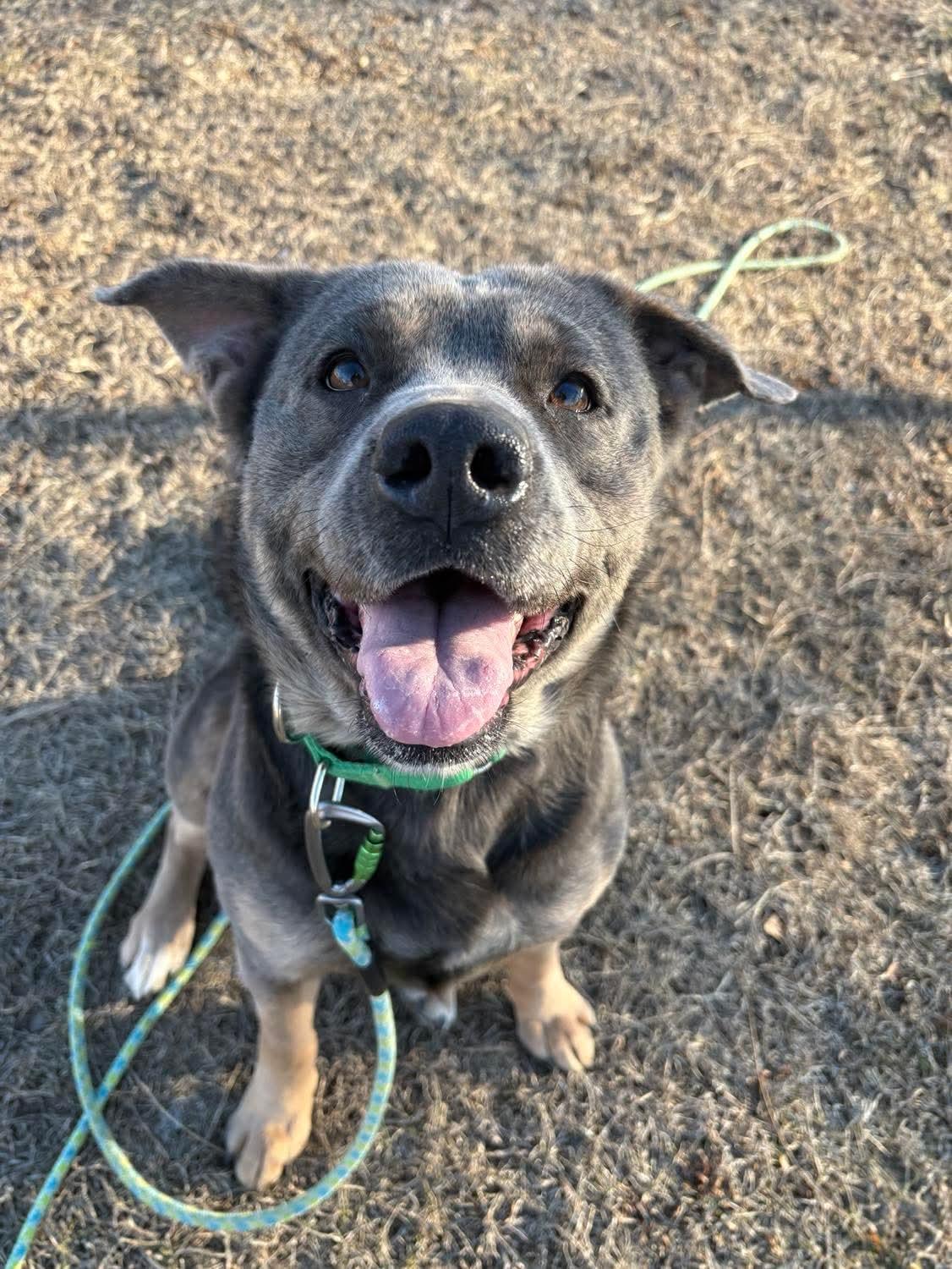 Blue , adoptable, Adult Female Rottweiler & Australian Cattle Dog / Blue Heeler.