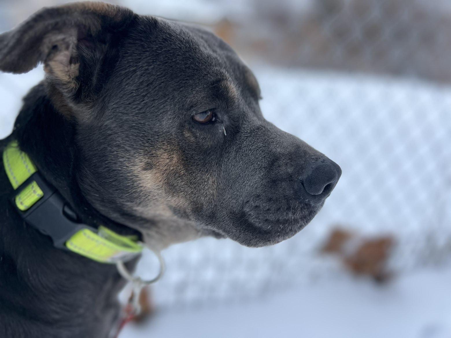 Enlarge Blue , a ADOPTABLE mixed breed in Fort Madison, IA image 5/6