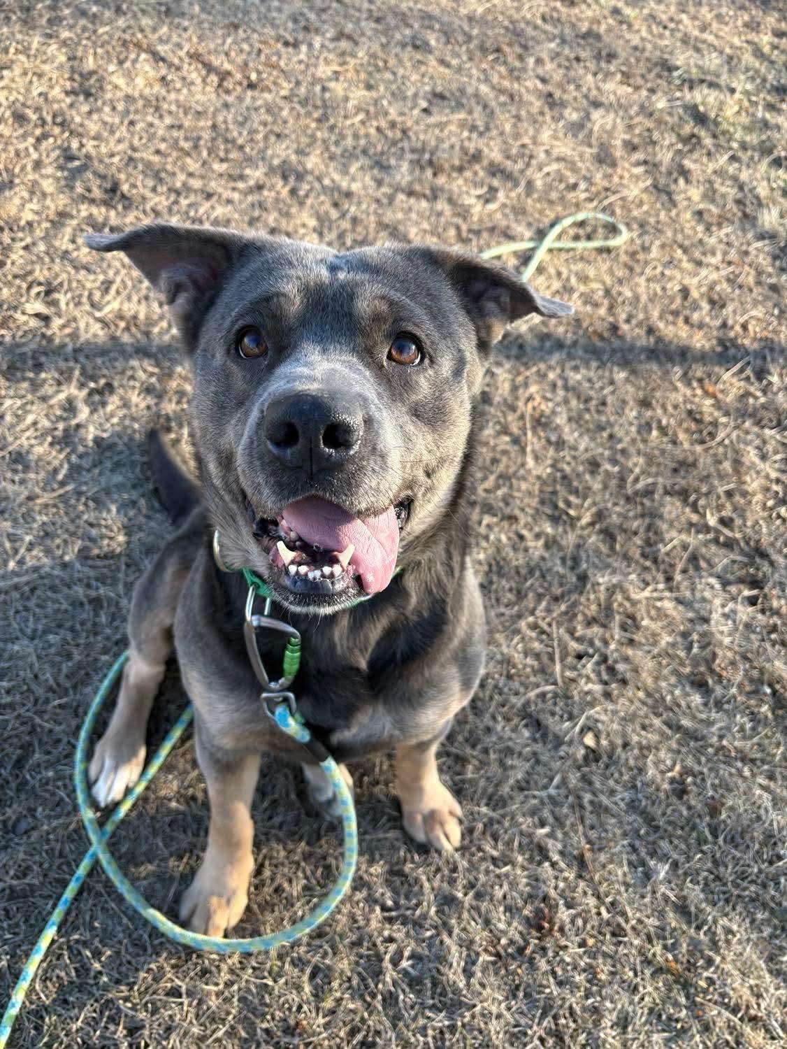 Enlarge Blue , an adoptable mixed breed in Fort Madison, IA image 2/6