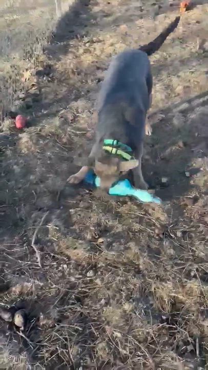 Enlarge Blue , an adoptable mixed breed in Fort Madison, IA video 5/6