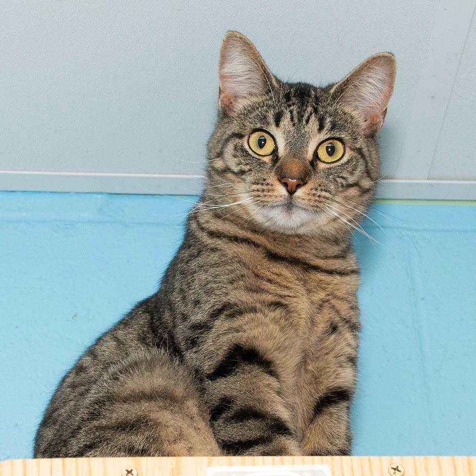 Tom, Adoptable, Kitten Male Domestic Short Hair.