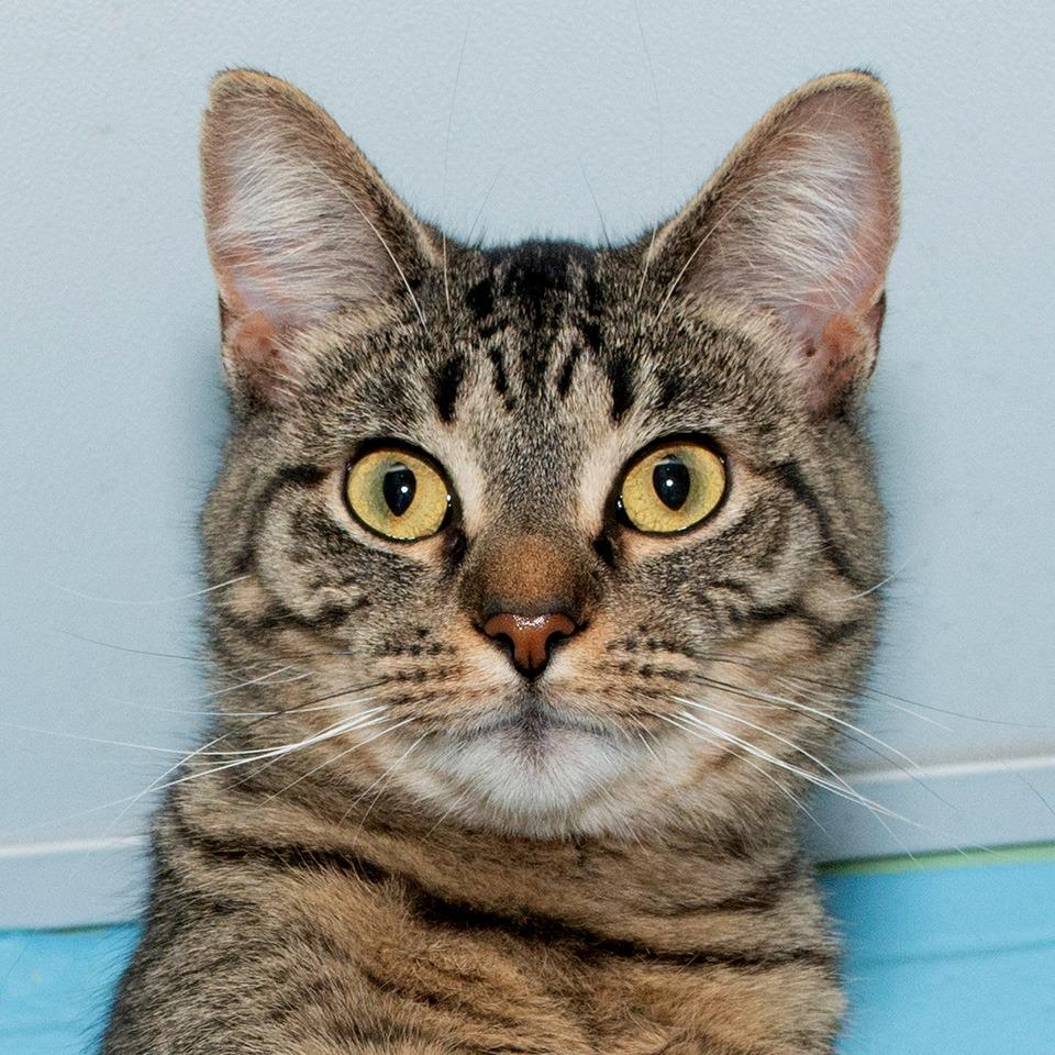 Enlarge Tom, a Adoptable Domestic Short Hair in Troy, OH image 2/3